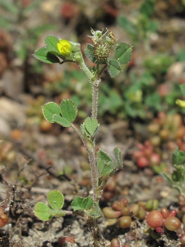 Medicago minima